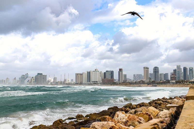 A scenic view of Tel Aviv's modern skyline and rocky coastline with a bird flying overhead.